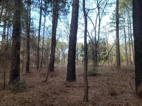 5 Acres of Timber Land