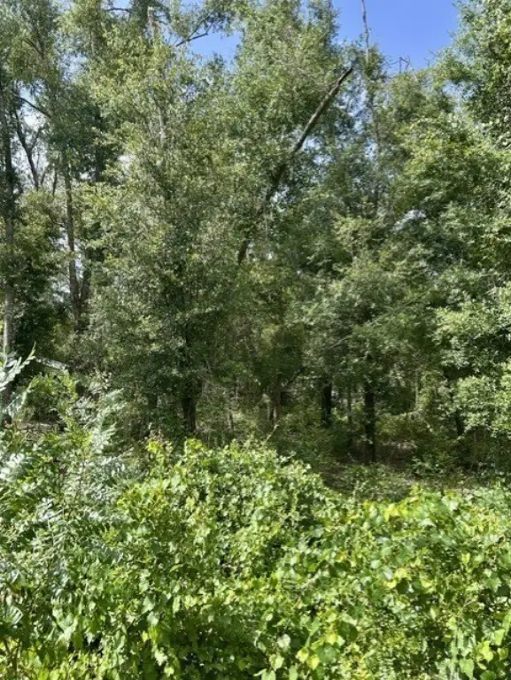 Picture 5