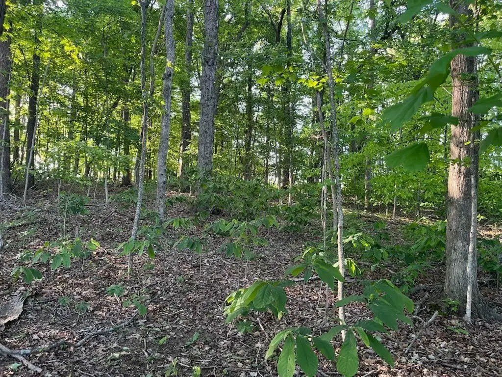Picture 21