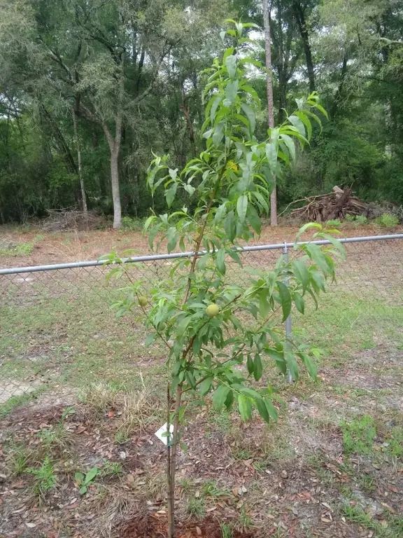 Picture 41
