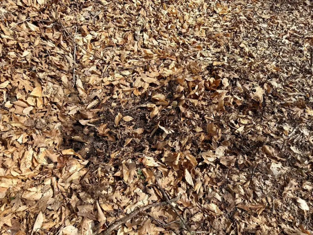 Picture 14