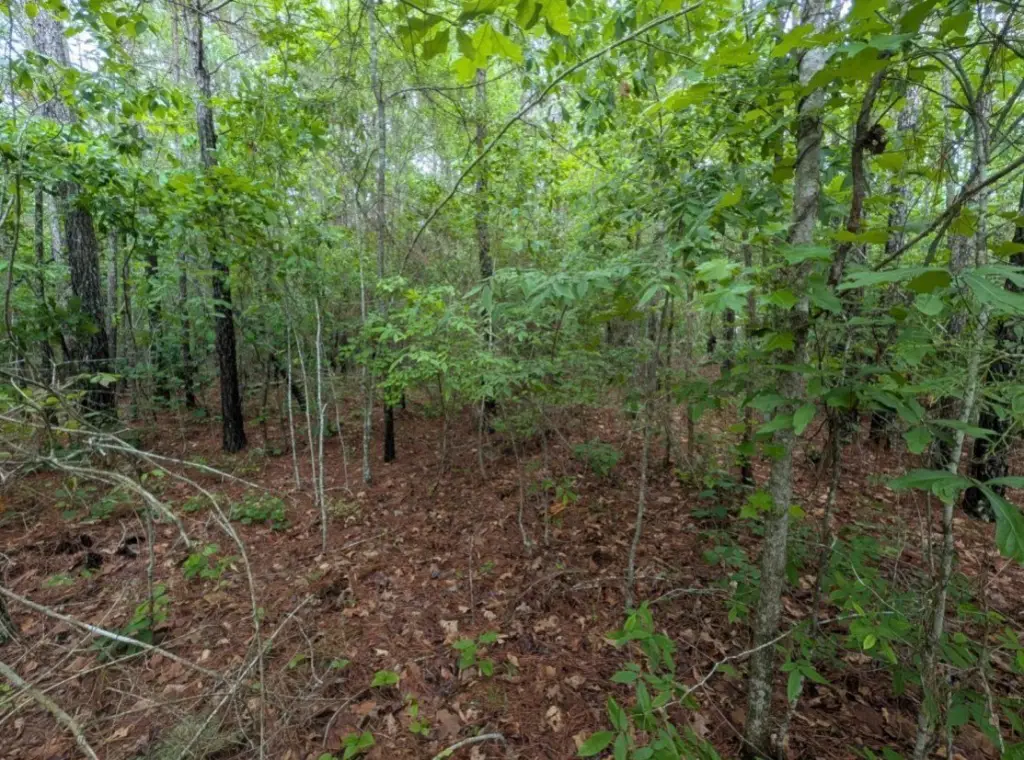 Picture 31
