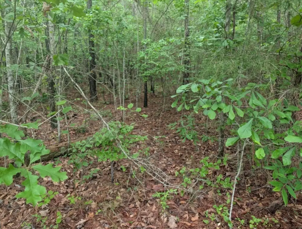 Picture 29