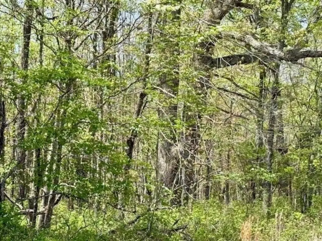Picture 9
