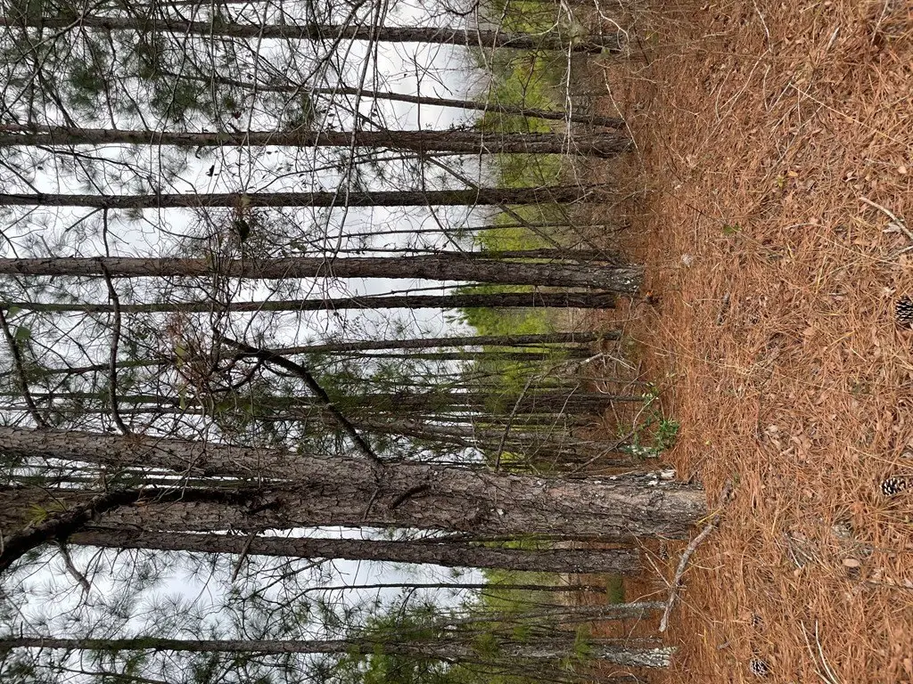 Picture 3