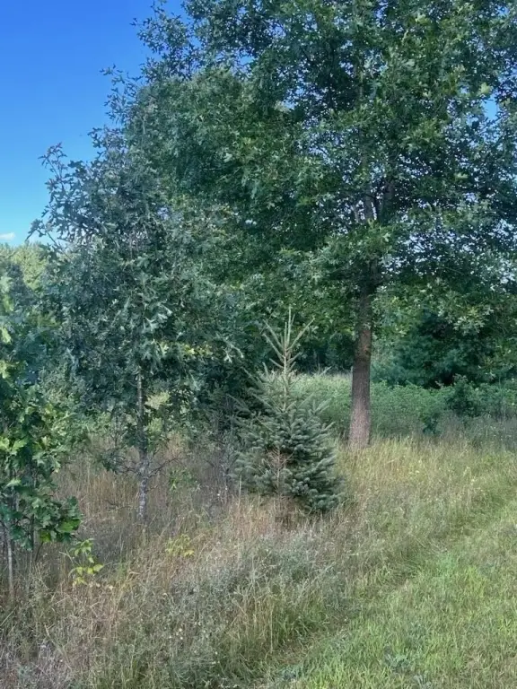 Picture 17