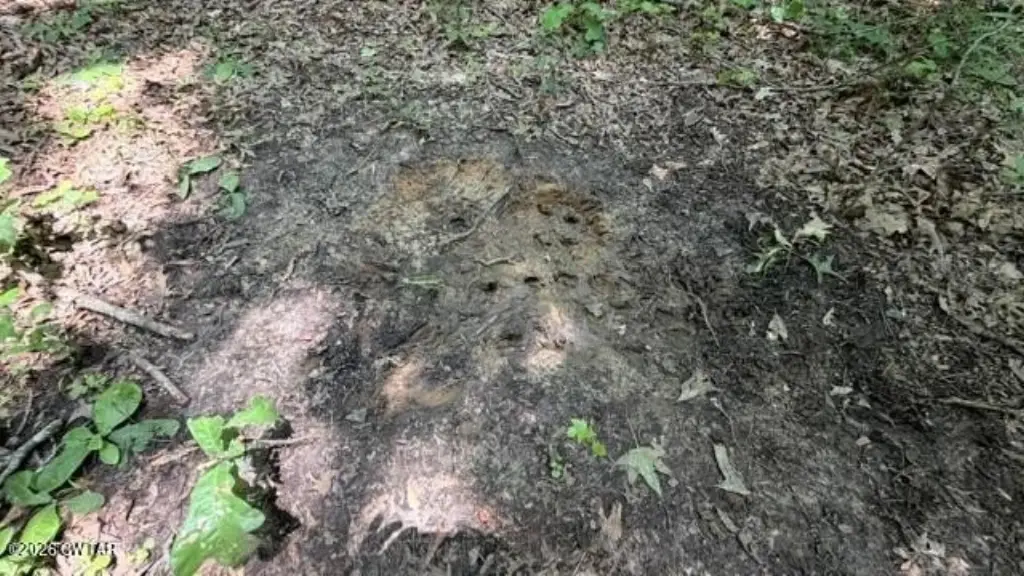 Picture 45