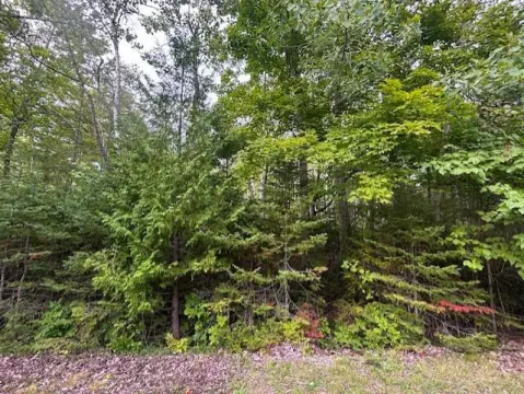 Wooded Lot in Presque Isle