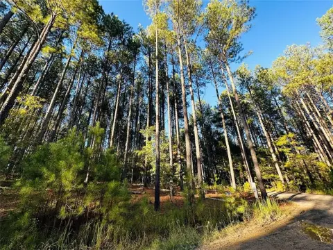 Pine-filled Lot in Pinehurst PH