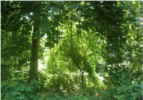 Falmouth Vacant Land For Sale