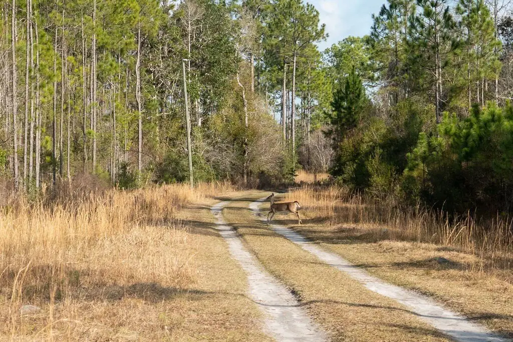 Picture 15