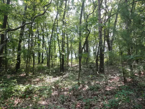 Wooded Lot Near South Haven