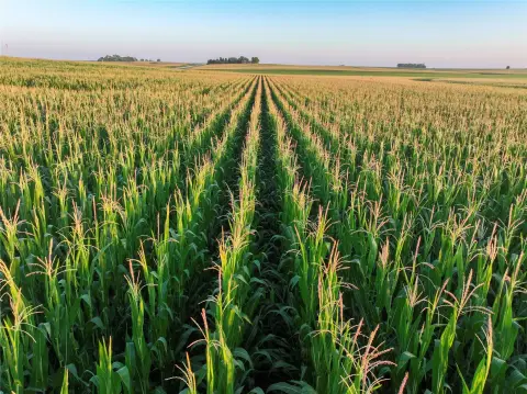 Tillable Farmland Tract