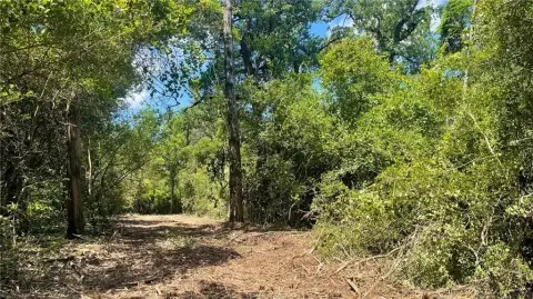 Unrestricted Wooded Land in Franklin, TX