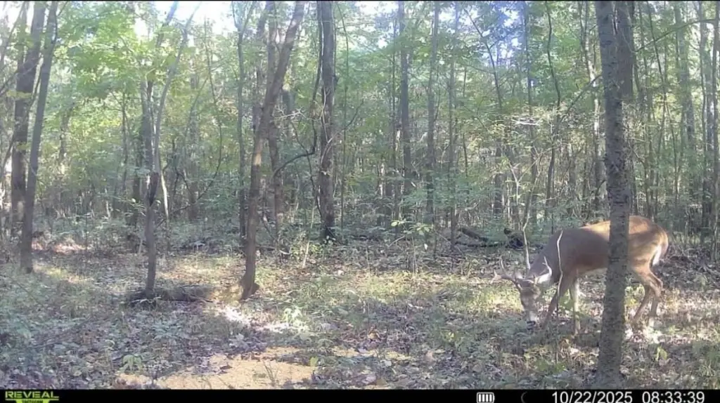 Picture 15