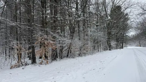 Wooded Land Near National Forest
