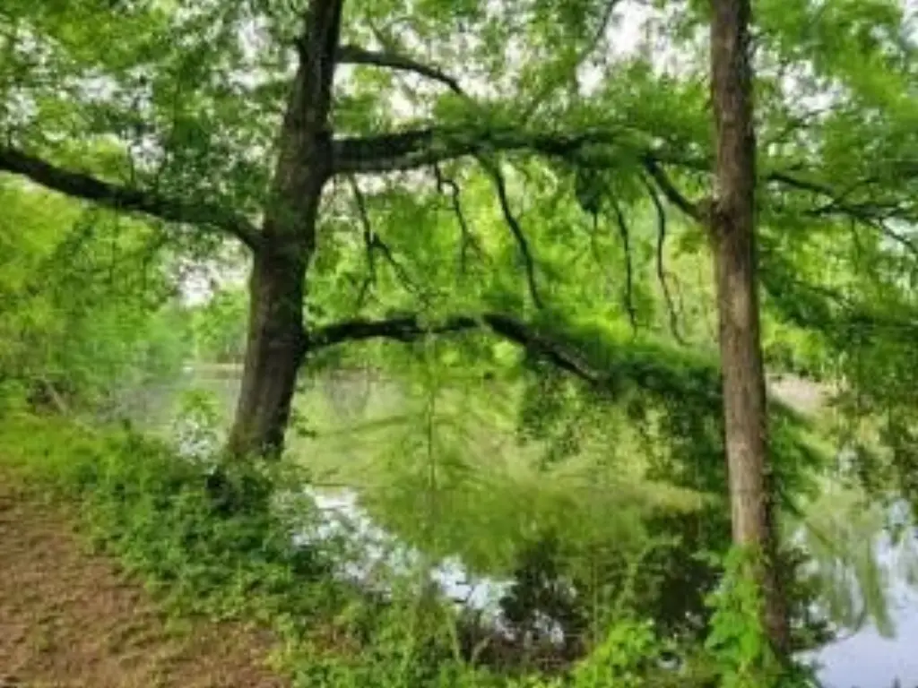 Picture 9