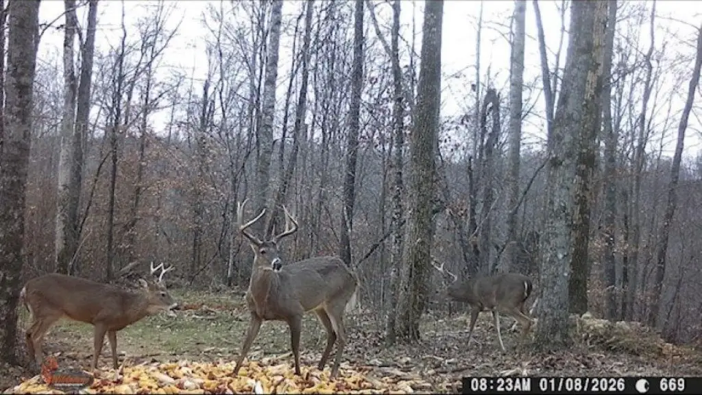 Picture 28