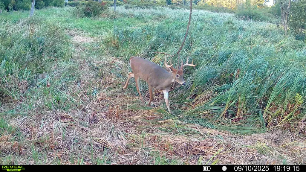 Picture 15