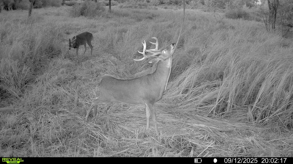 Picture 4