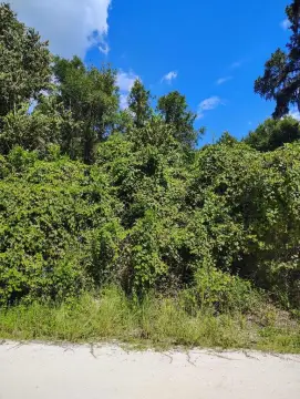 Wooded Acreage Near Suwannee River