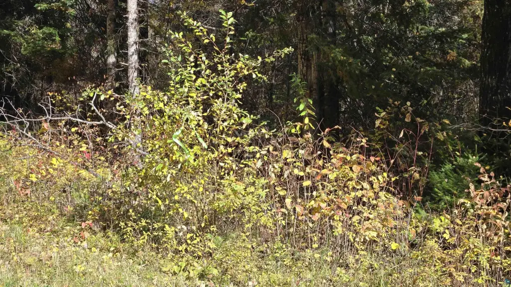 Picture 24