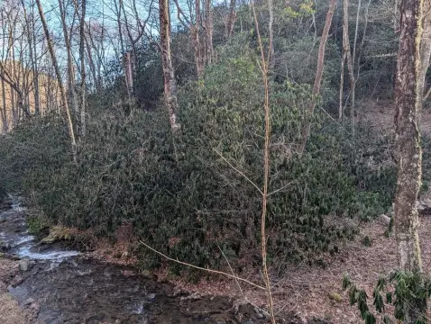 Creekfront Wooded Lot in Franklin