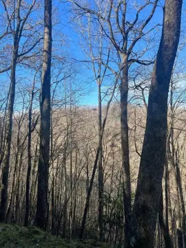 Topton, NC Wooded Lot