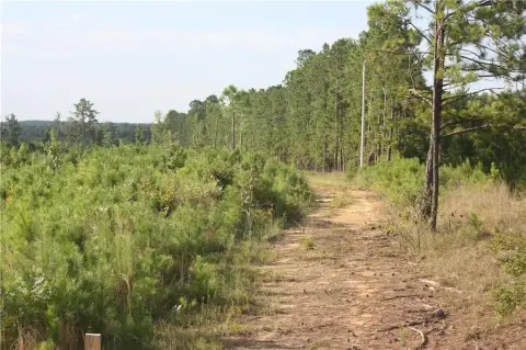 Hunting Land with Pine Cover