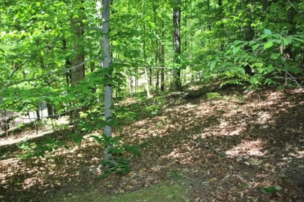 Picture 5