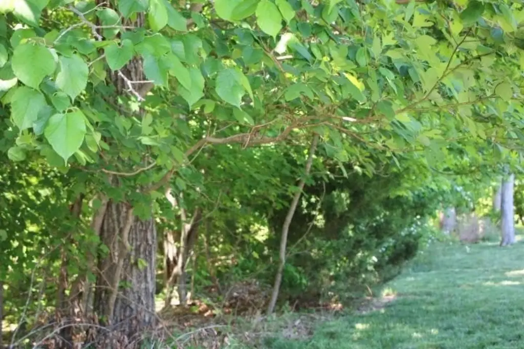 Picture 18