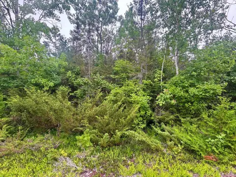 Wooded Lot Near Presque Isle Harbor