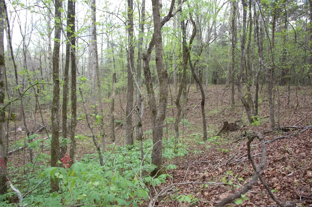 Picture 11