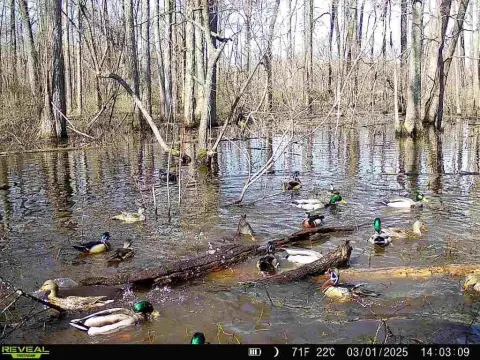 Arkansas Hunting and Farmland Opportunity