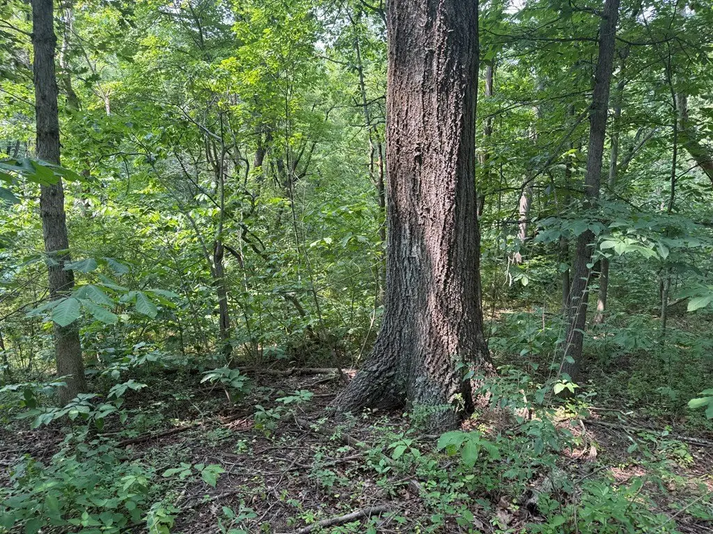 Picture 25