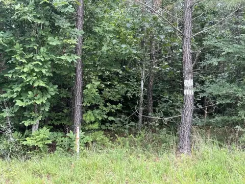 Forested Land with Streams