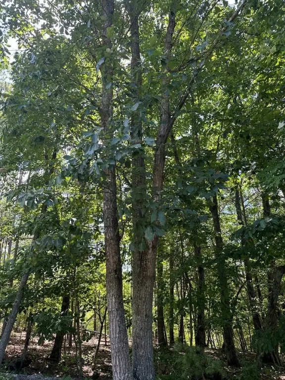 Picture 25