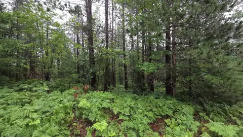 Wooded Land Parcel in Wolverine
