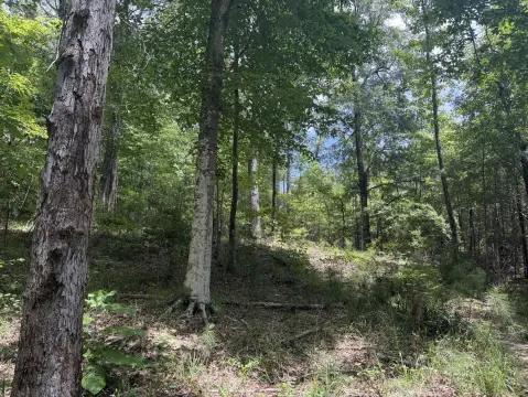 46 Acres Hunting Land Greensboro