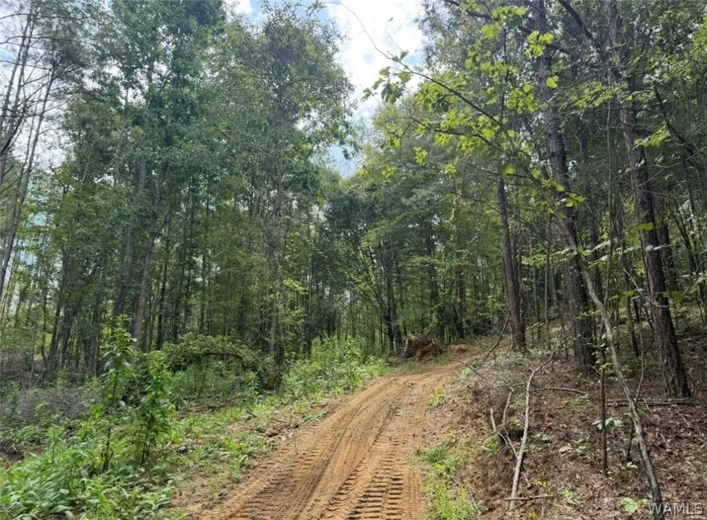 Picture 25