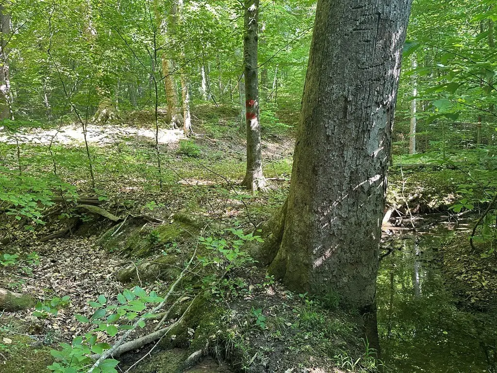 Picture 8
