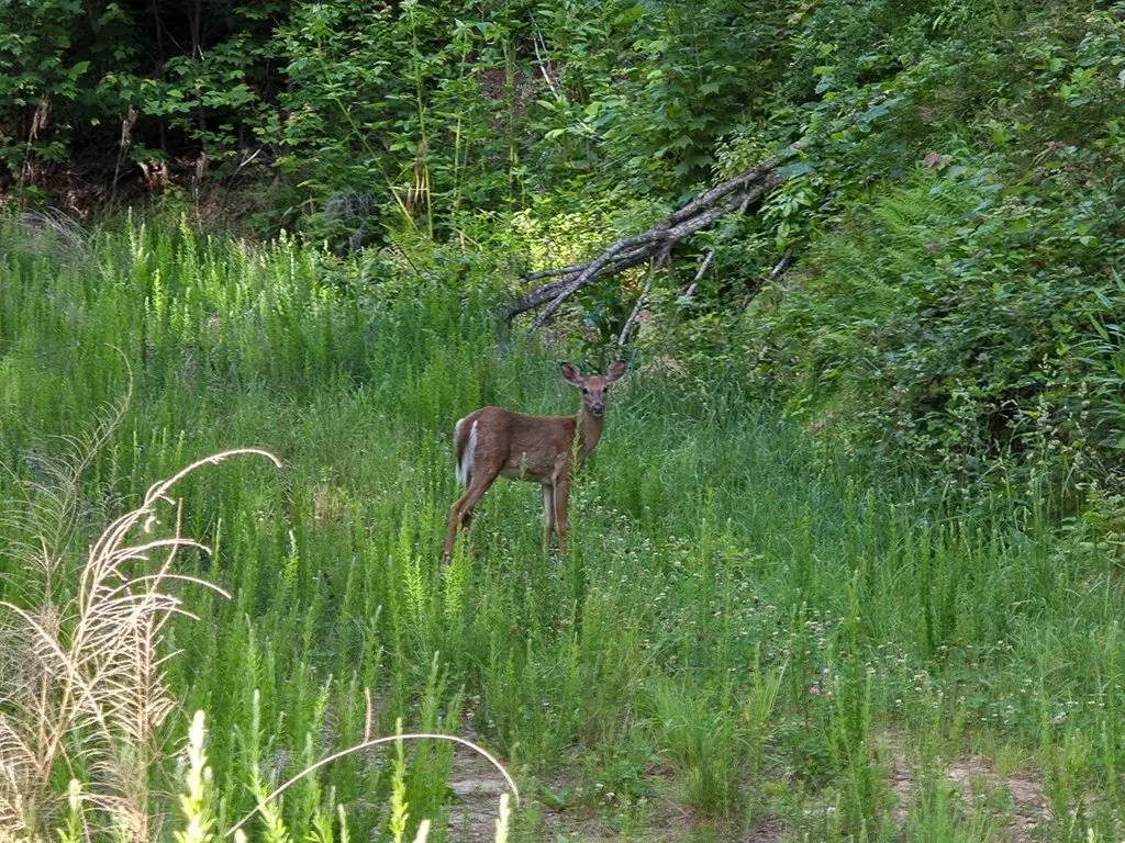 Picture 45