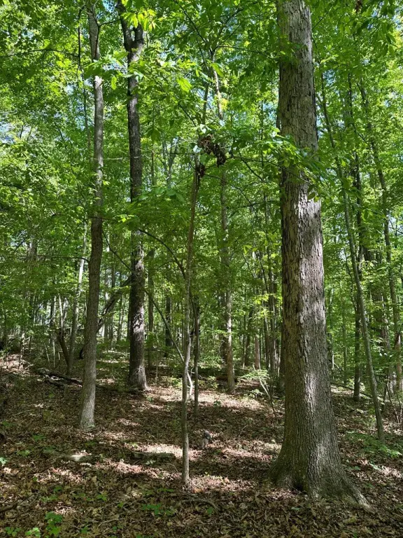 Picture 17