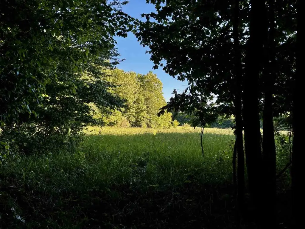 Picture 21