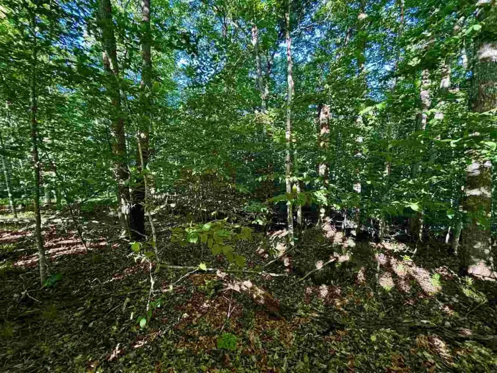 Picture 17