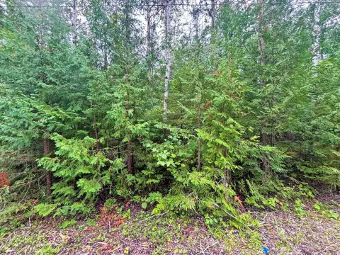 Wooded Lot in Presque Isle