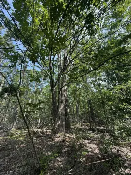 Hunting Land Near Hillman, MI