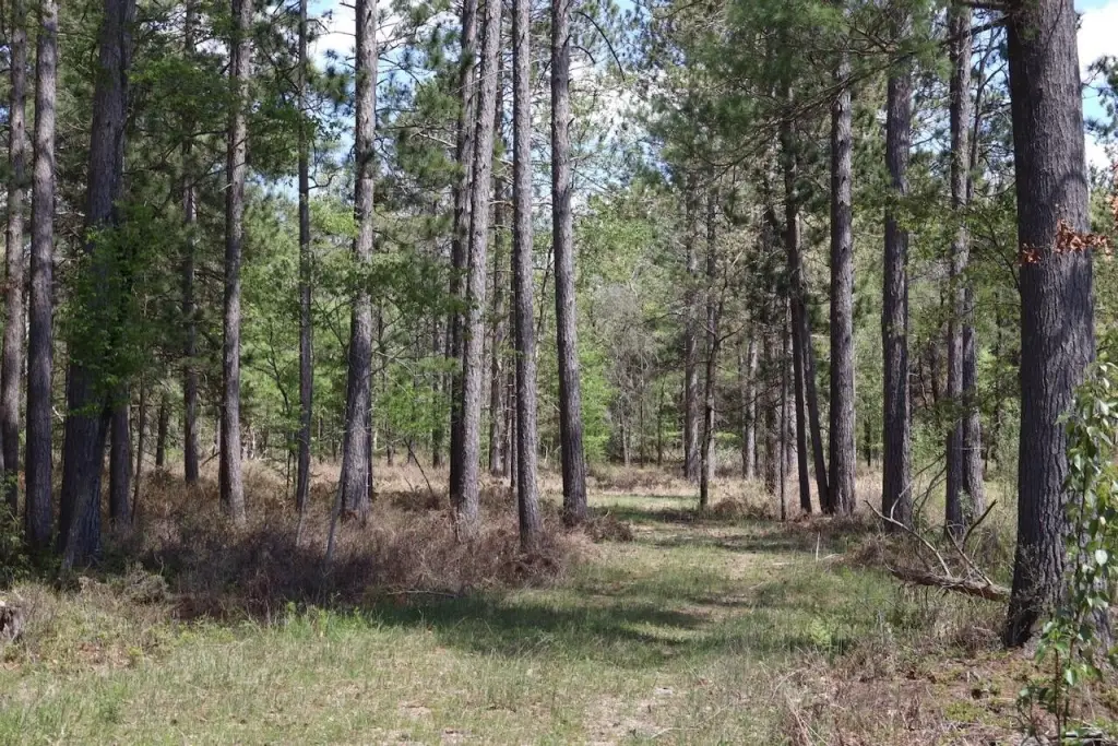 Picture 31