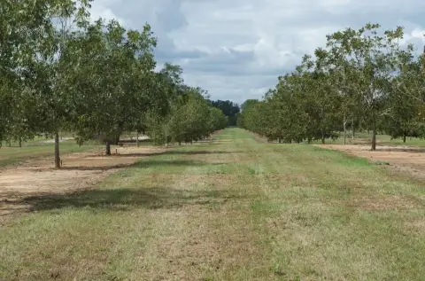 Producing Pecan Orchard For Sale