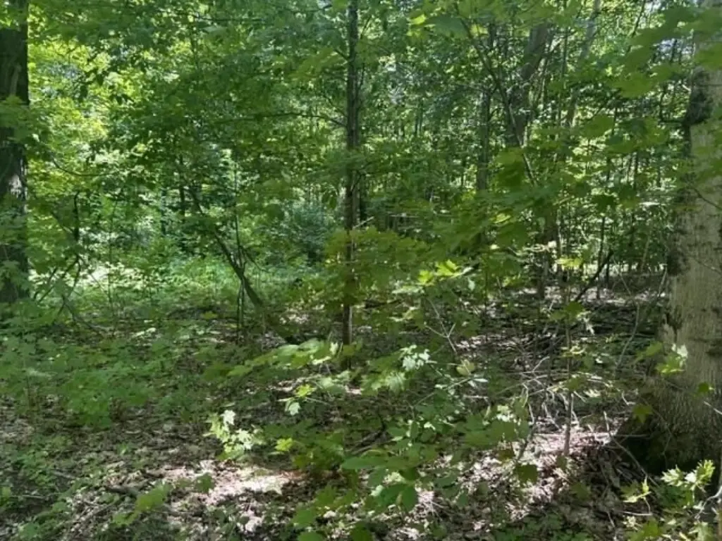 Picture 8